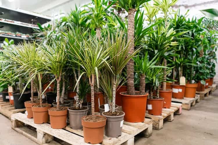 How To Stop Plants From Growing Tall [Practical Steps]