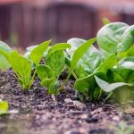 spinach planting season in alabama