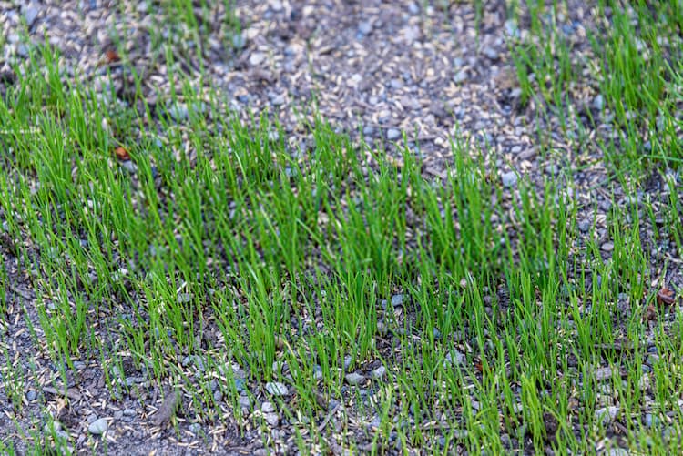 stopping grass from growing in gravel