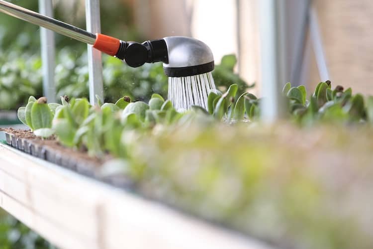 watering indoor plants