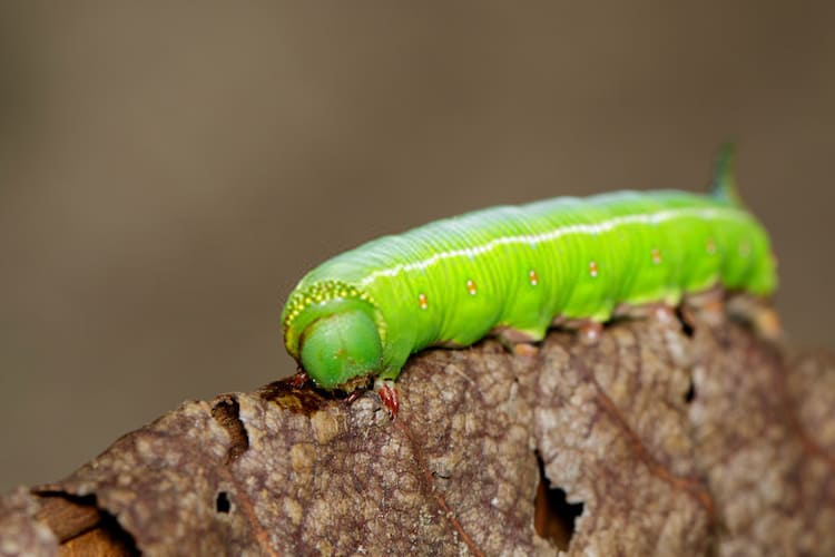 How To Get Rid Of Tomato Hornworms [Practical Steps]