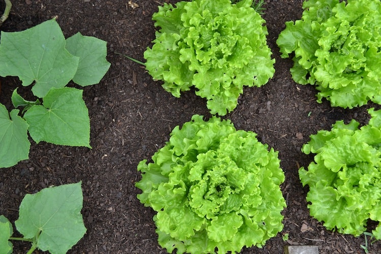 when to plant mustard greens