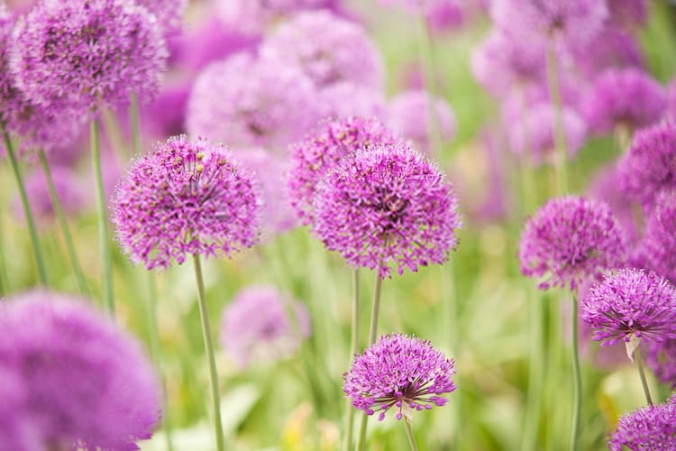 Alliums plant