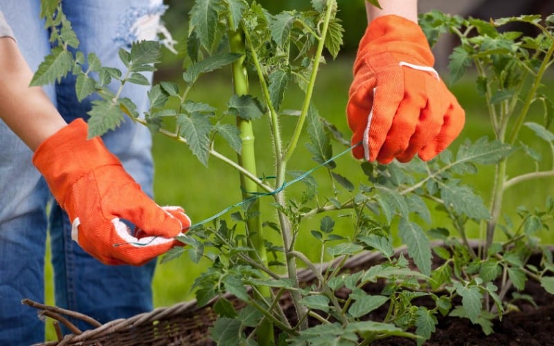 Can Tomatoes Grow In Indirect Sunlight