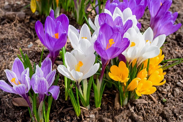 Crocus flowers Crocus