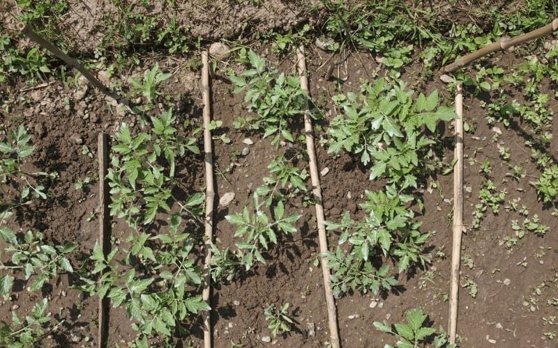 Different Types of Sunlight and Their Effects on tomato plants