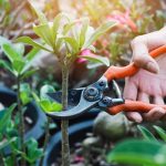 Do Branches Grow Back After Pruning