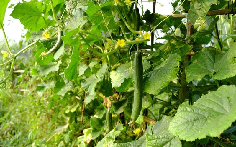 Effect of Overwatering a Cucumber Plant