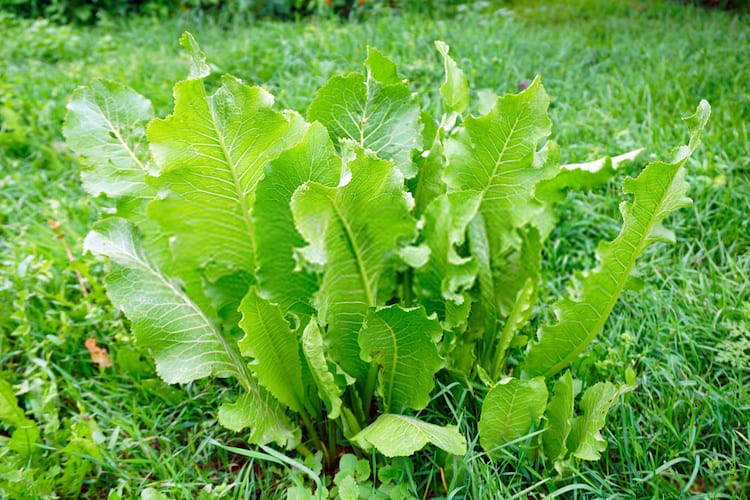 Horseradish plant