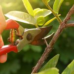 How Does Pruning Promote Growth