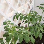How Much Sunlight Does A Tomato Plant Need
