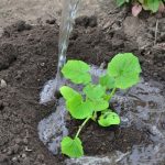 How Often Do You Water Cucumber Plants