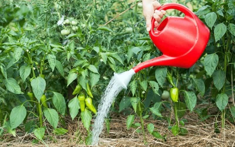 How Often Should You Water Pepper Plants?