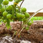How Often Should You Water Tomatoes in A Raised Bed