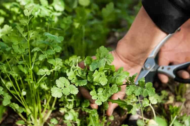 How To Harvest Cilantro Without Killing The Plant in 2026