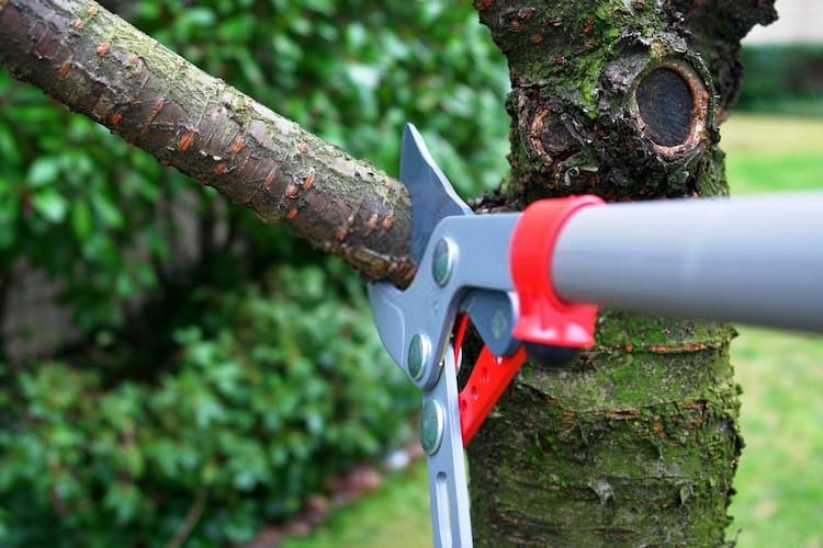 How to Fix an Over Pruned Tree