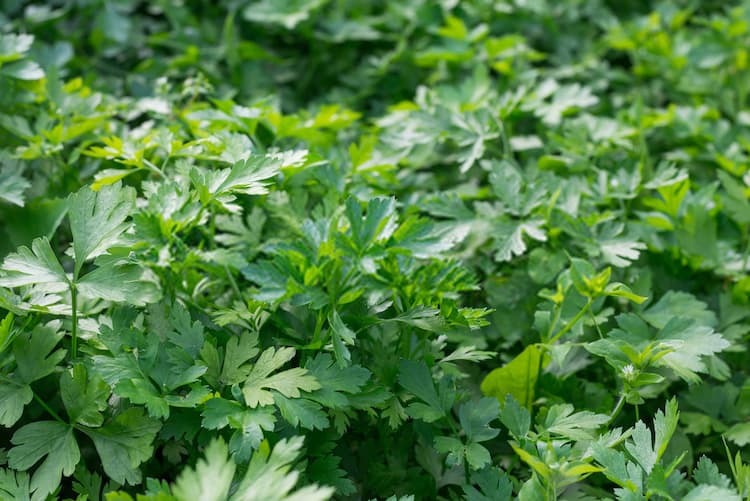 How to Harvest Parsley Without Killing the Plant