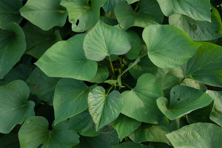 How to Plant Sweet Potato