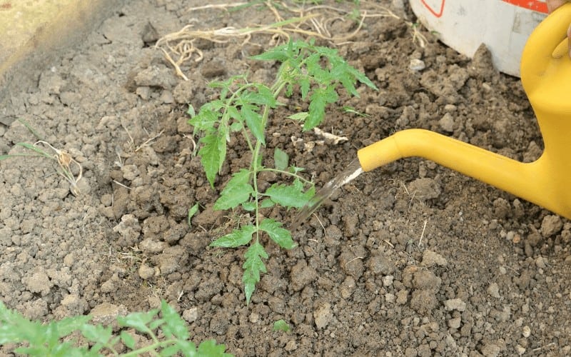 How to Water Tomato Plants in a Raised Bed