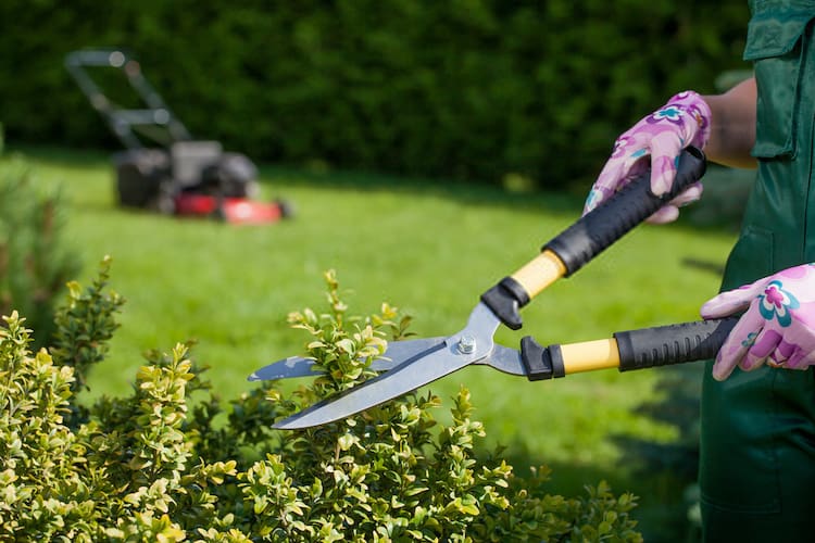 Is It Ok To Trim Bushes In The Fall