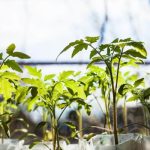 Light Requirement for Tomato Growth