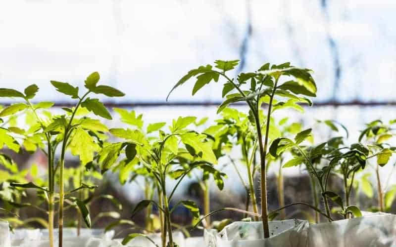 Can Tomatoes Grow In Indirect Sunlight?
