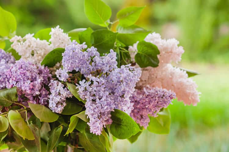 Lilac Plant