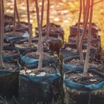 List of Fruit Trees That Grow From Cuttings
