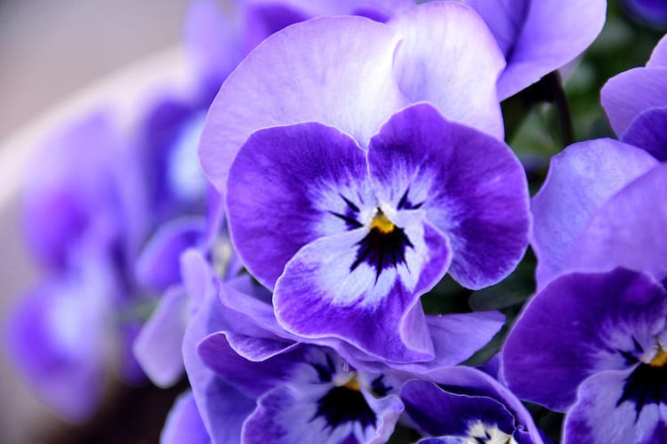 Pansy plant