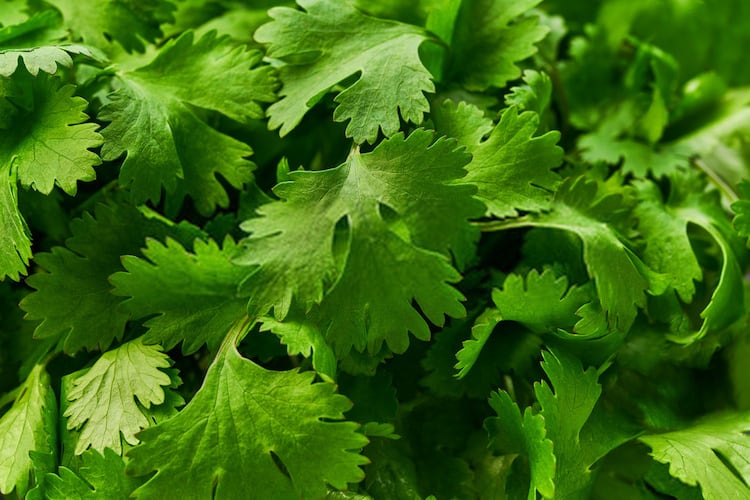 Planting Cilantro for Continuous Harvest