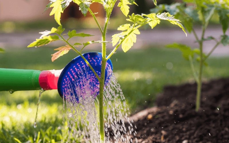 Watering your Tomato Plant in a Raised Bed