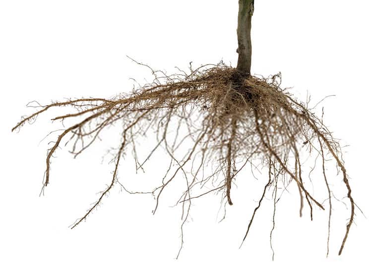 What Happens If You Cut The Roots Of a Plant