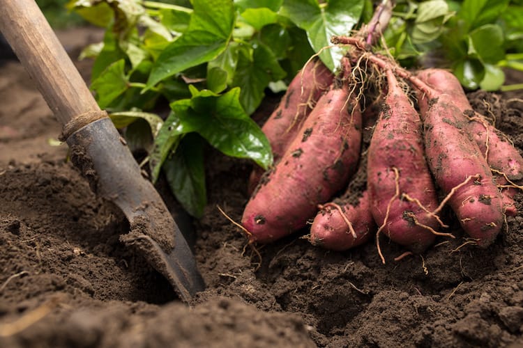 When to Plant Sweet Potatoes