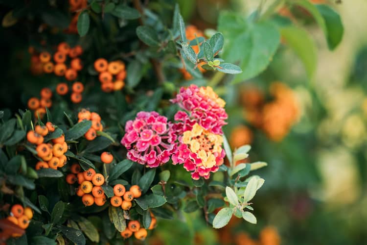 When to Prune Pyracantha Plant
