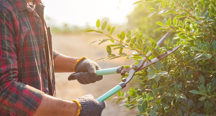 Why Cut Back Plants for Winter