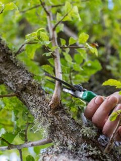 Why Sharpen a Pruning Saw
