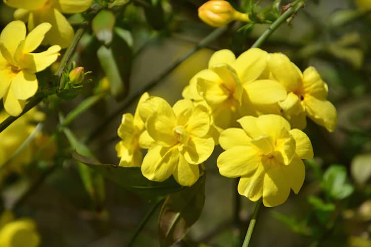 Winter jasmine