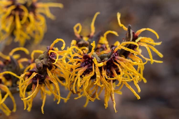 Witch Hazel