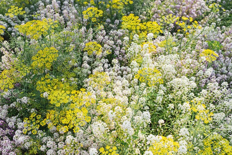 alyssum plant