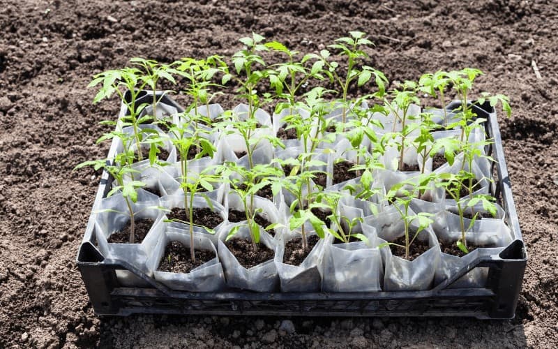 amount of sunlight needed by tomato plants at different growth stages