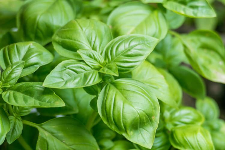 basil plant