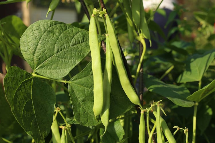 beans plant