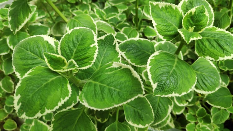 borage plant