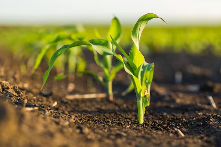 corn plant