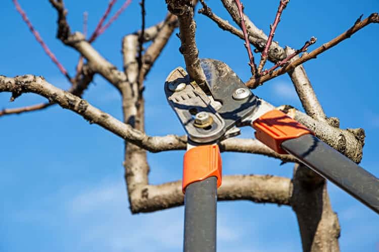 How to Fix an Over Pruned Tree *5 Quick Fixes!*
