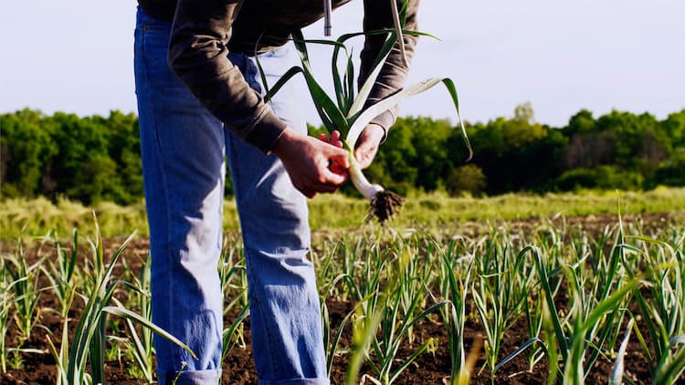 garlic crop