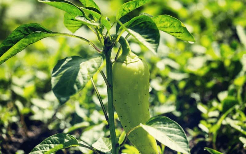 how often to water pepper plants