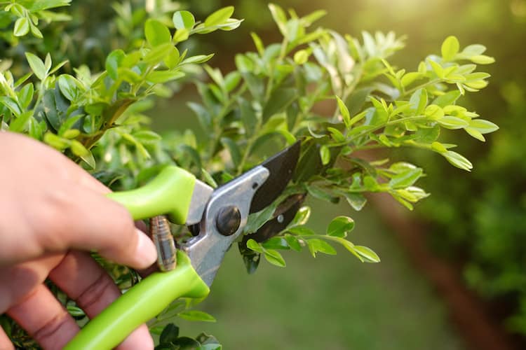 how pruning promotes growth of plants