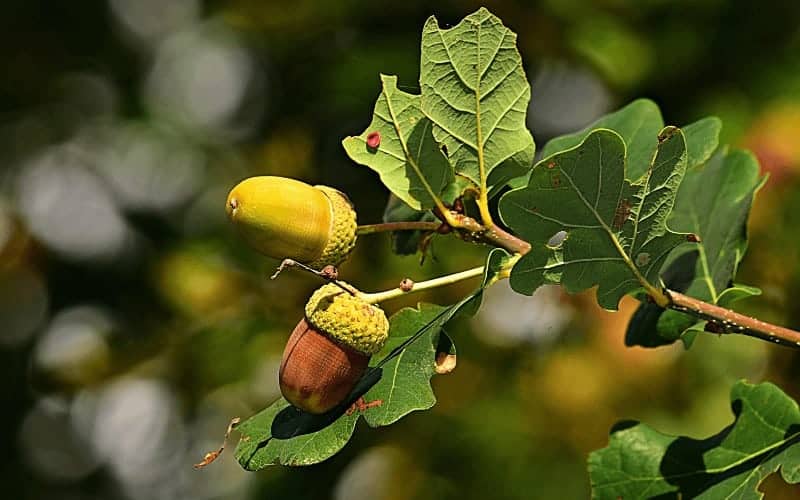 How to Save a Dying Oak Tree (3 Practical Steps)