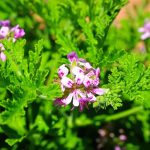 how to water citronella plant